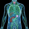 Lymphatic System Anatomy