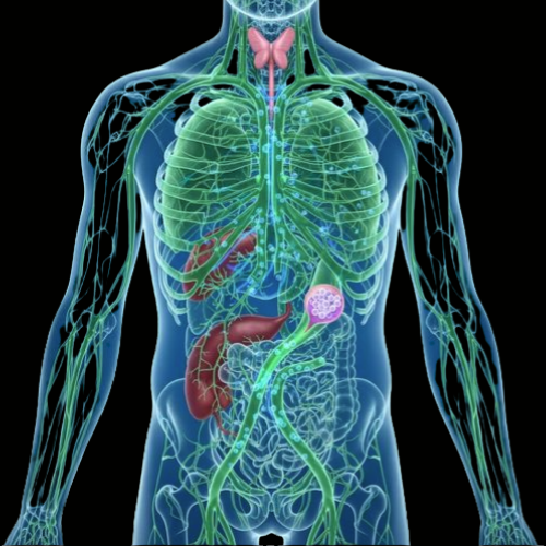 Lymphatic System Anatomy