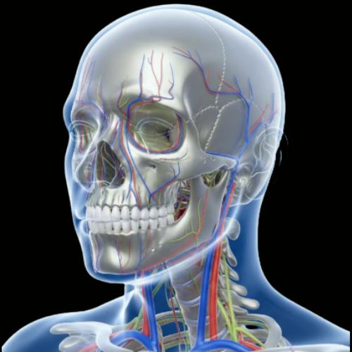Head and Neck Anatomy