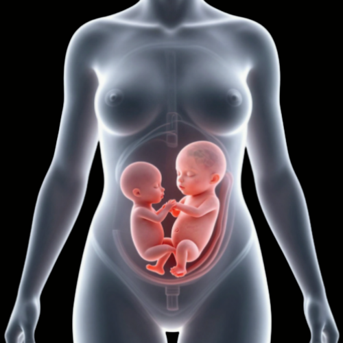 Pregnancy Anatomy & Physiology