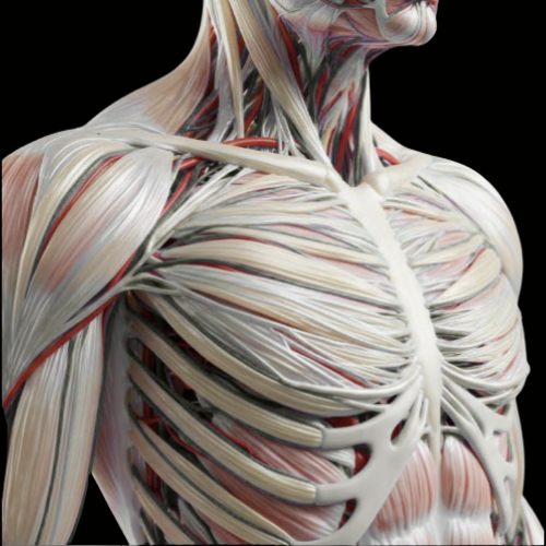 Fascia Anatomy and Physiology