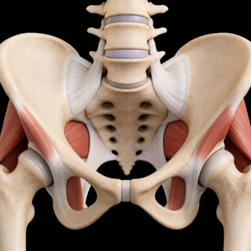 Lumbo-Pelvic-Hip Anatomy